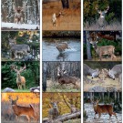 Trophy Whitetail Deer Appointment Calendar