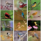 Songbirds Appointment Calendar